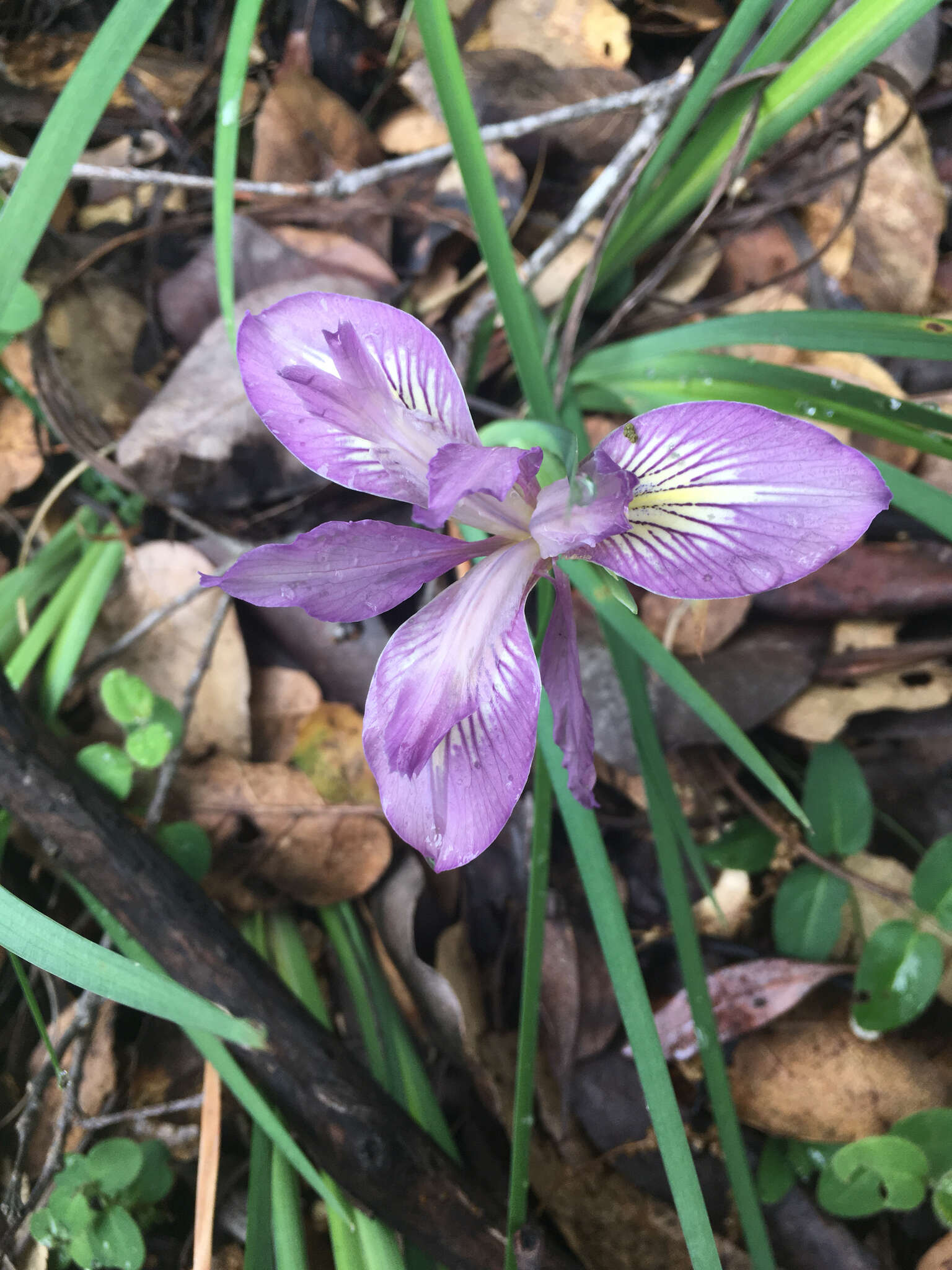 Image of bowltube iris