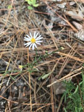 Image of rice button aster