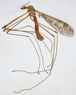 Image of Tipula (Savtshenkia) confusa van der Wulp 1883