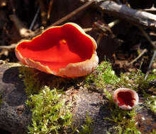 Image of Ruby elfcup