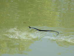 Image of Thamnophis eques obscurus Conant 2003