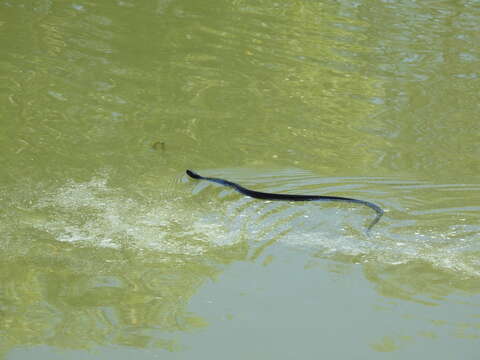 Image of Thamnophis eques obscurus Conant 2003