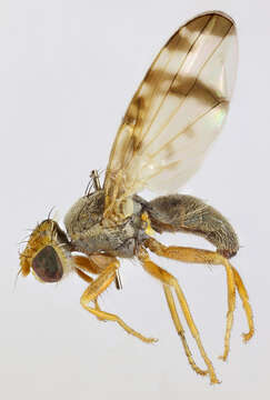 Image of Sphenella marginata (Fallen 1814)