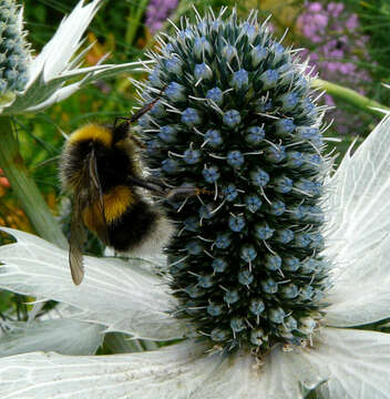 Image of White-tailed bumblebee