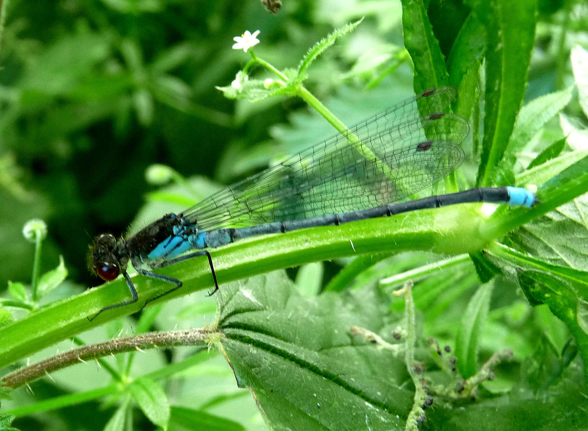 Image of red-eyed damselfly