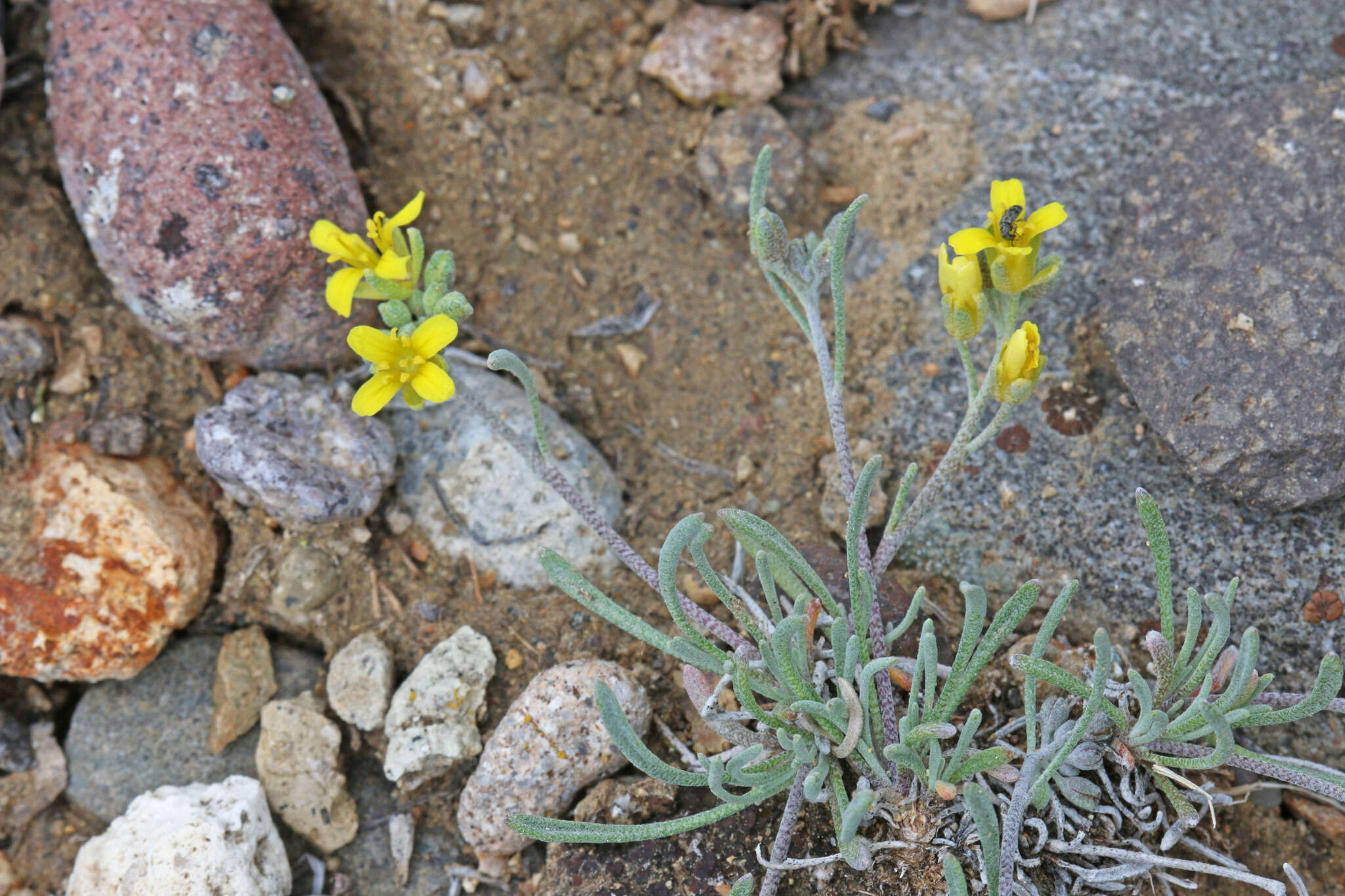 Image of pygmy bladderpod