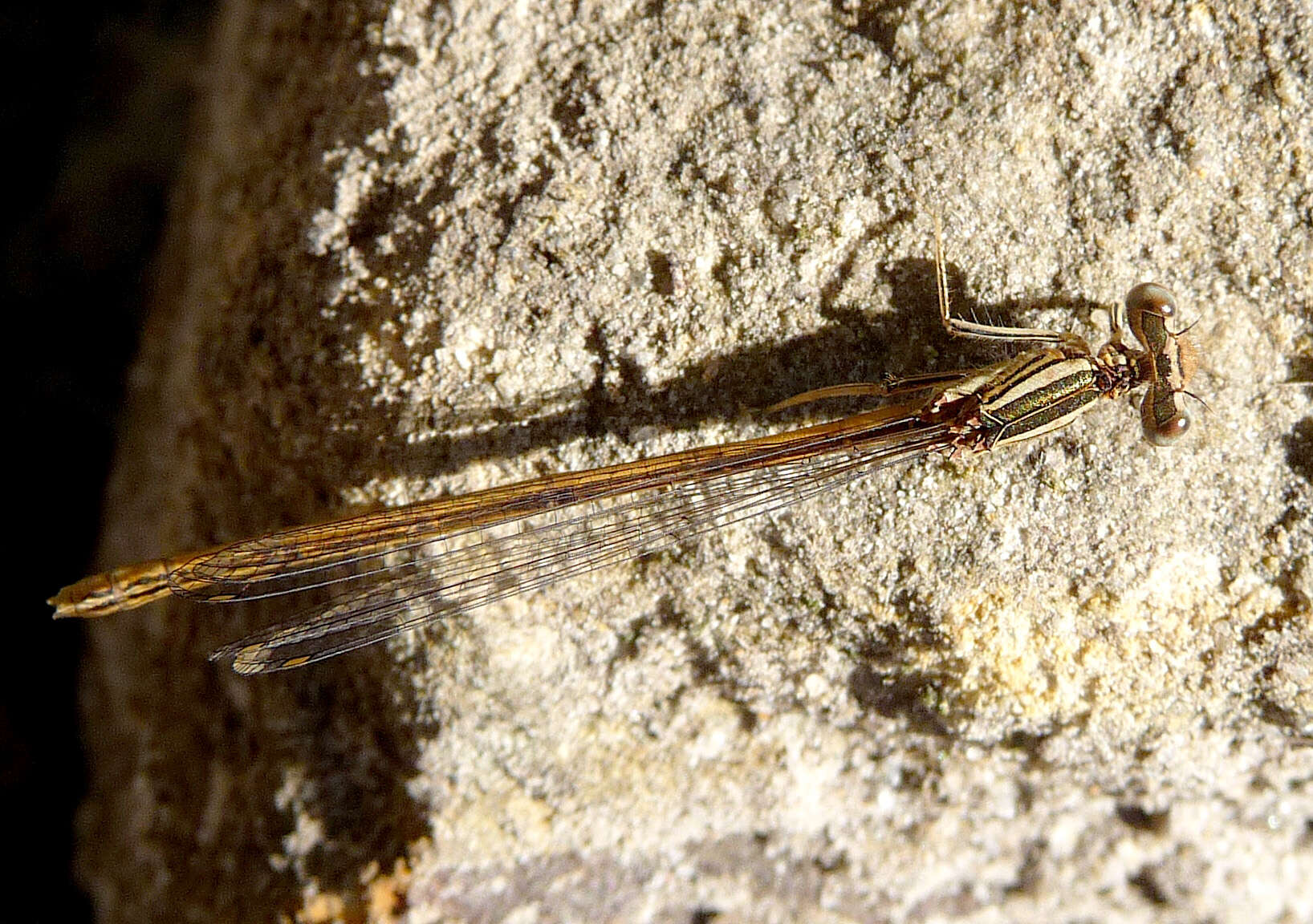 Imagem de Platycnemis acutipennis Selys 1841