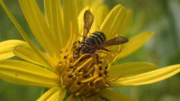 Image of Paranthidium jugatorium lepidum (Cresson 1878)