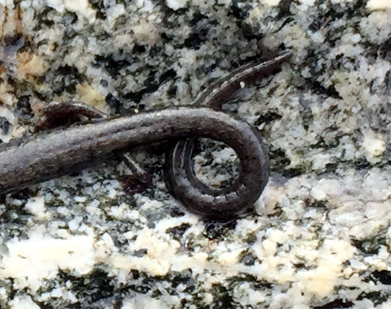 Image of Fairview Slender Salamander