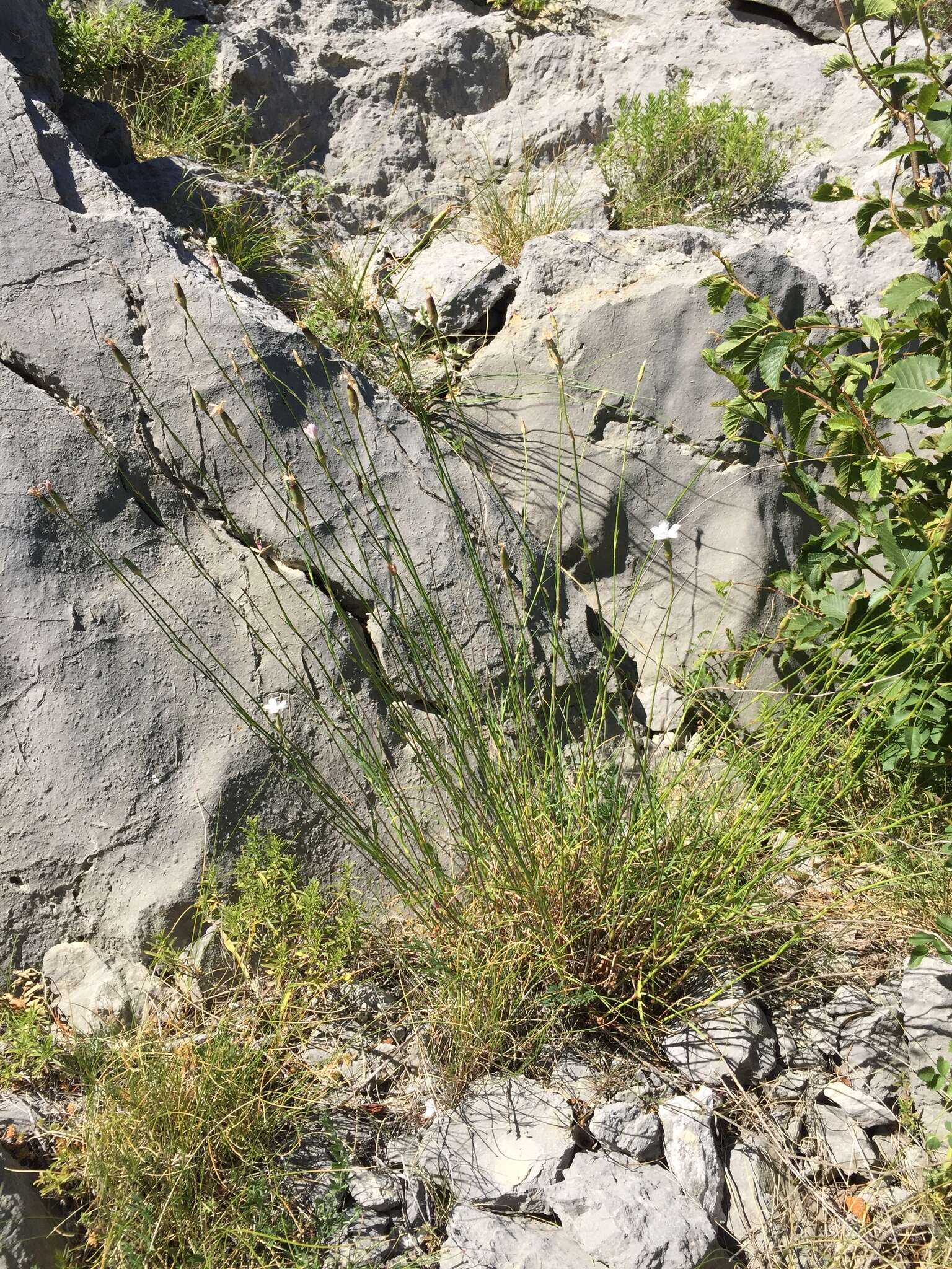 Image of Dianthus ciliatus subsp. dalmaticus (Celak.) Hayek