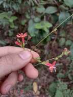 Image of Hypenia macrantha (A. St.-Hil. ex Benth.) Harley