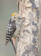 Image of Brown-fronted Woodpecker