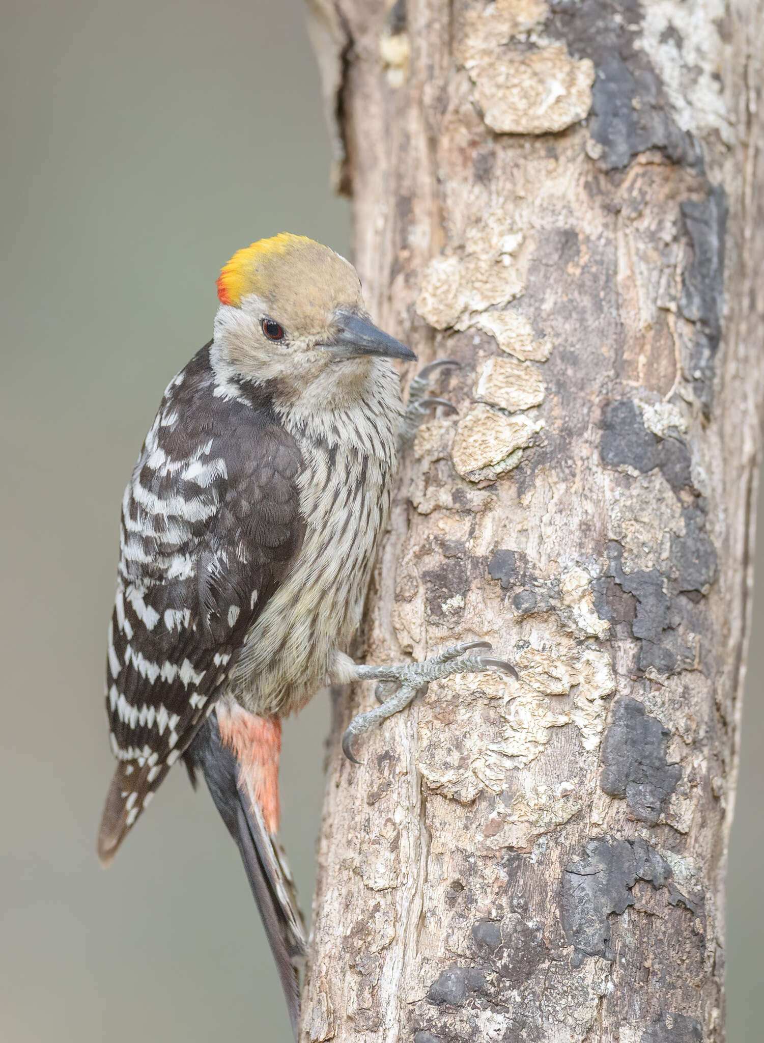 Image of Brown-fronted Woodpecker