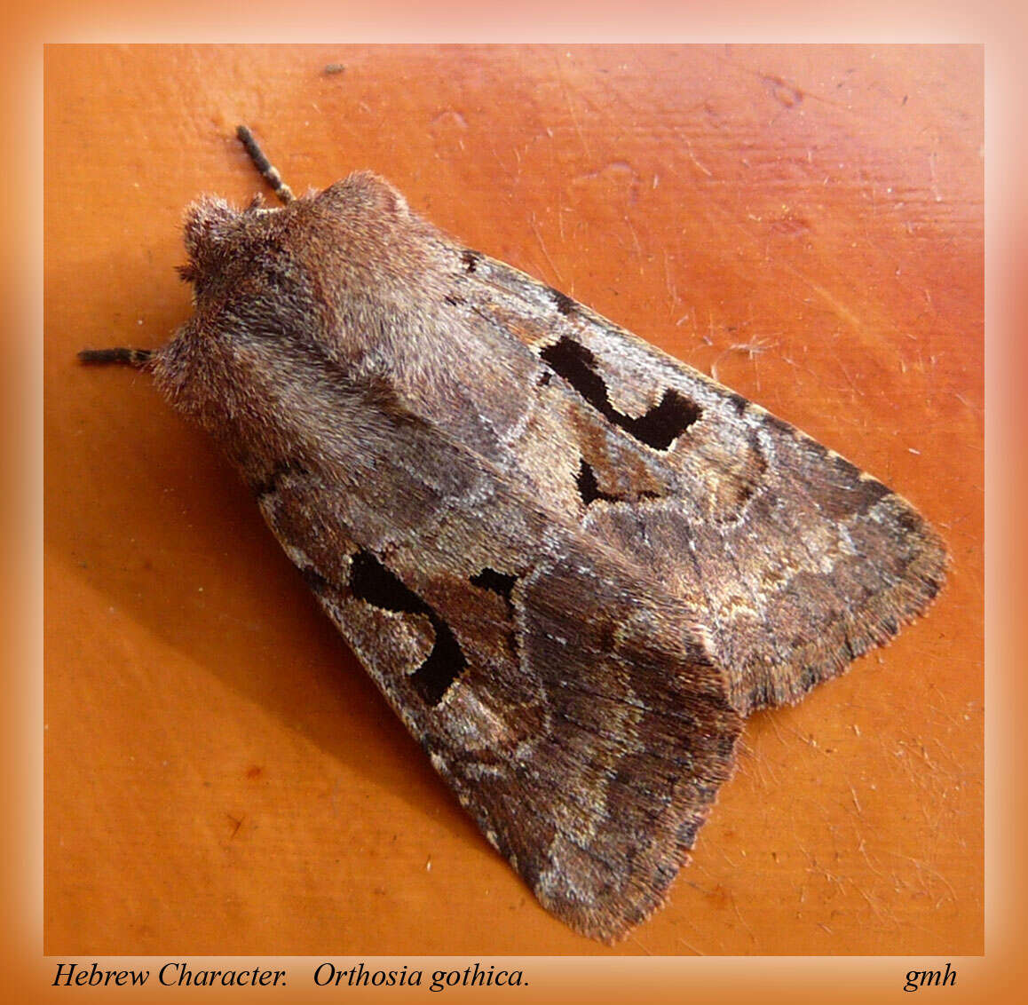 Orthosia gothica Linnaeus 1758 resmi