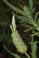 Image of Lavandula viridis L'Hér.