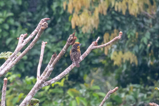 Image of Gilded Barbet