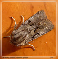 Orthosia gothica Linnaeus 1758 resmi