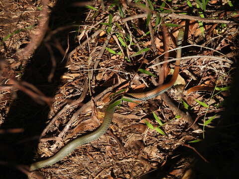 Image of Yellow-Faced Whip Snake