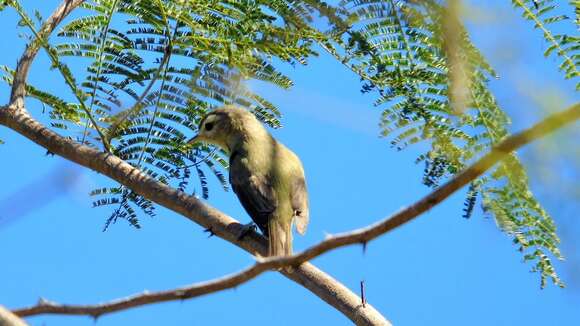 Image of Warbling Vireo