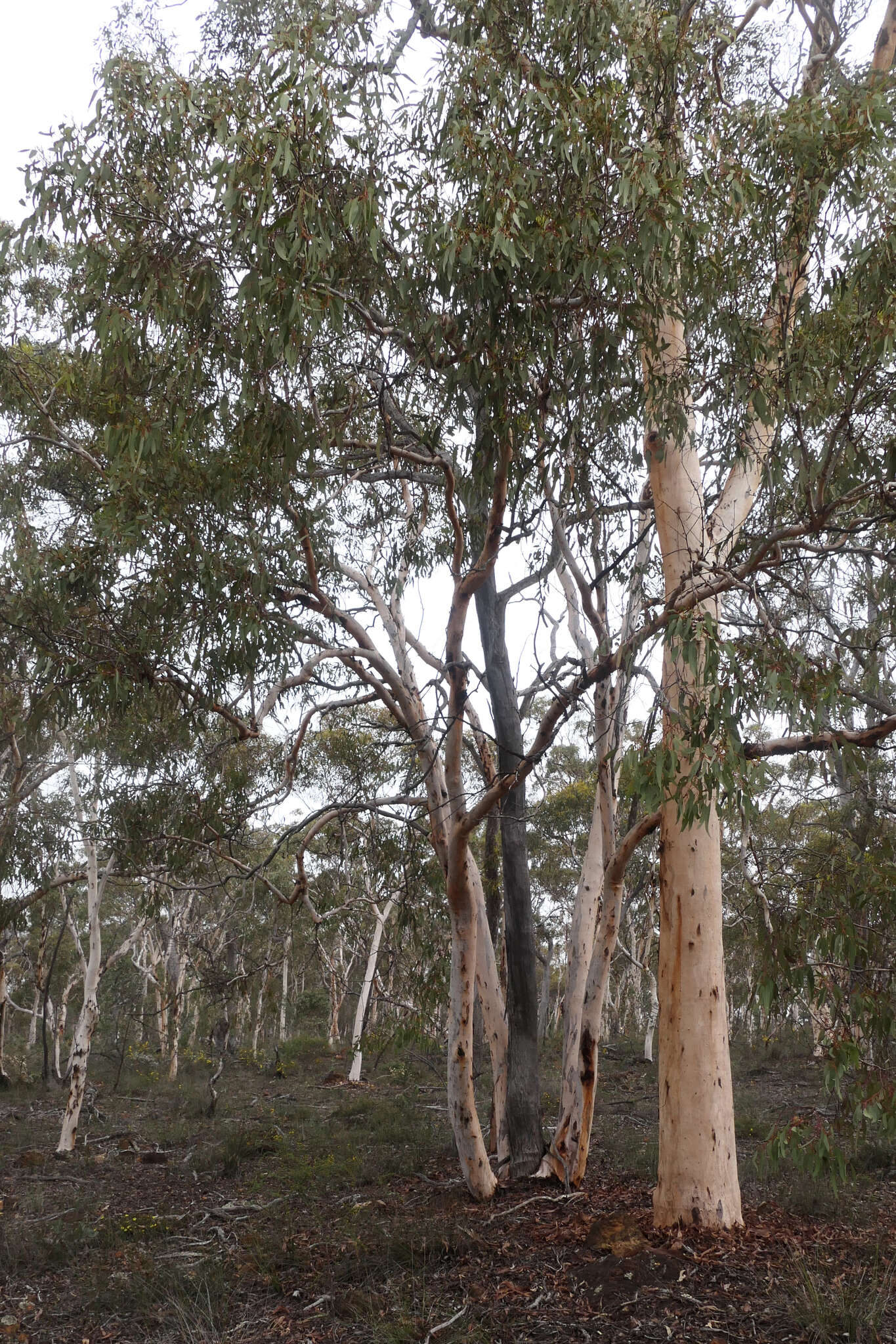 Image of Paper-barked wandoo