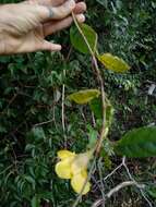 Image of Mandevilla scabra (Hoffm. ex Roem. & Schult.) Schum.