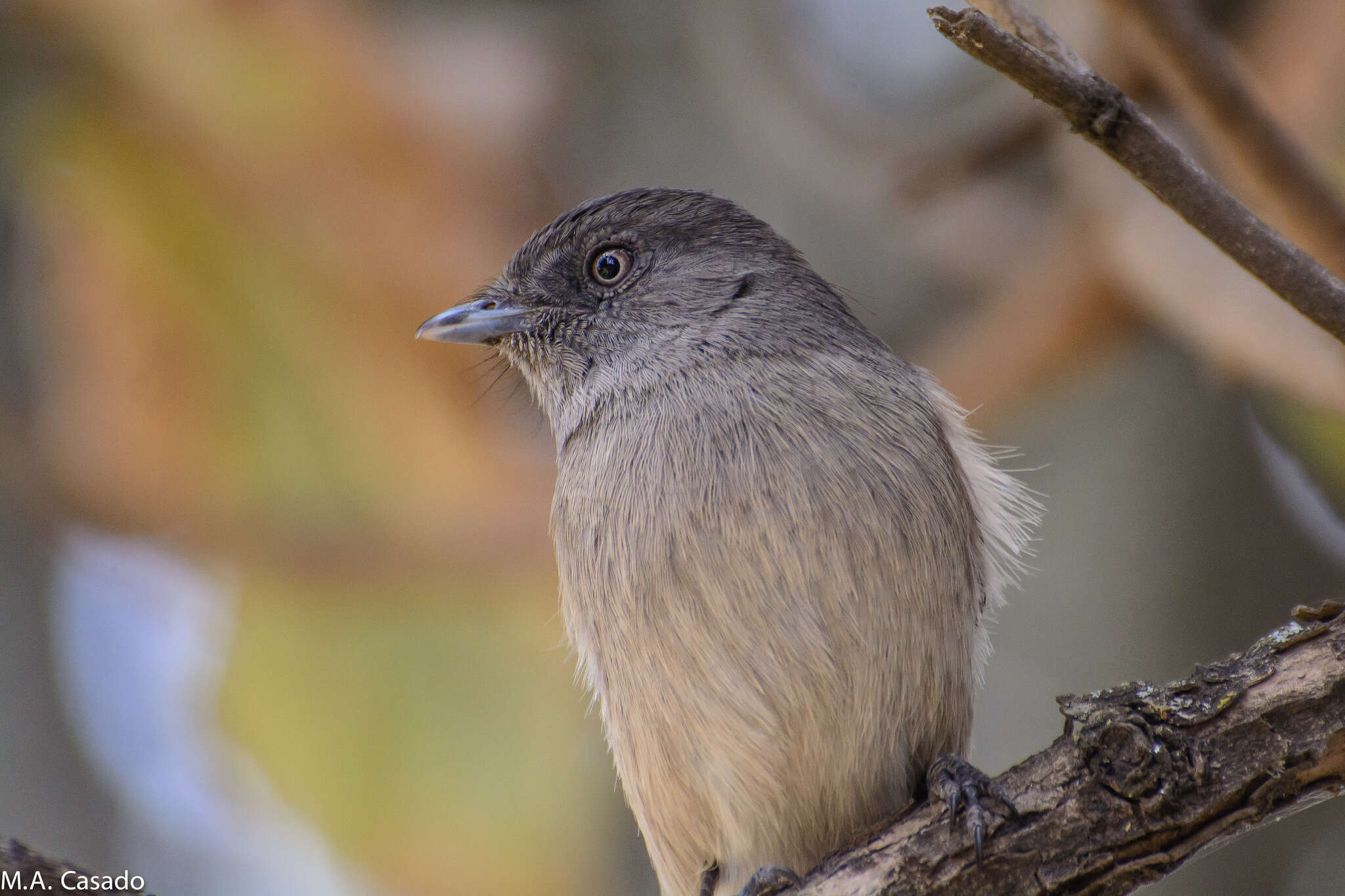 Image of Abyssinian Slaty Flycatcher