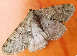 Image of pale brindled beauty