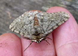 Image of pale brindled beauty