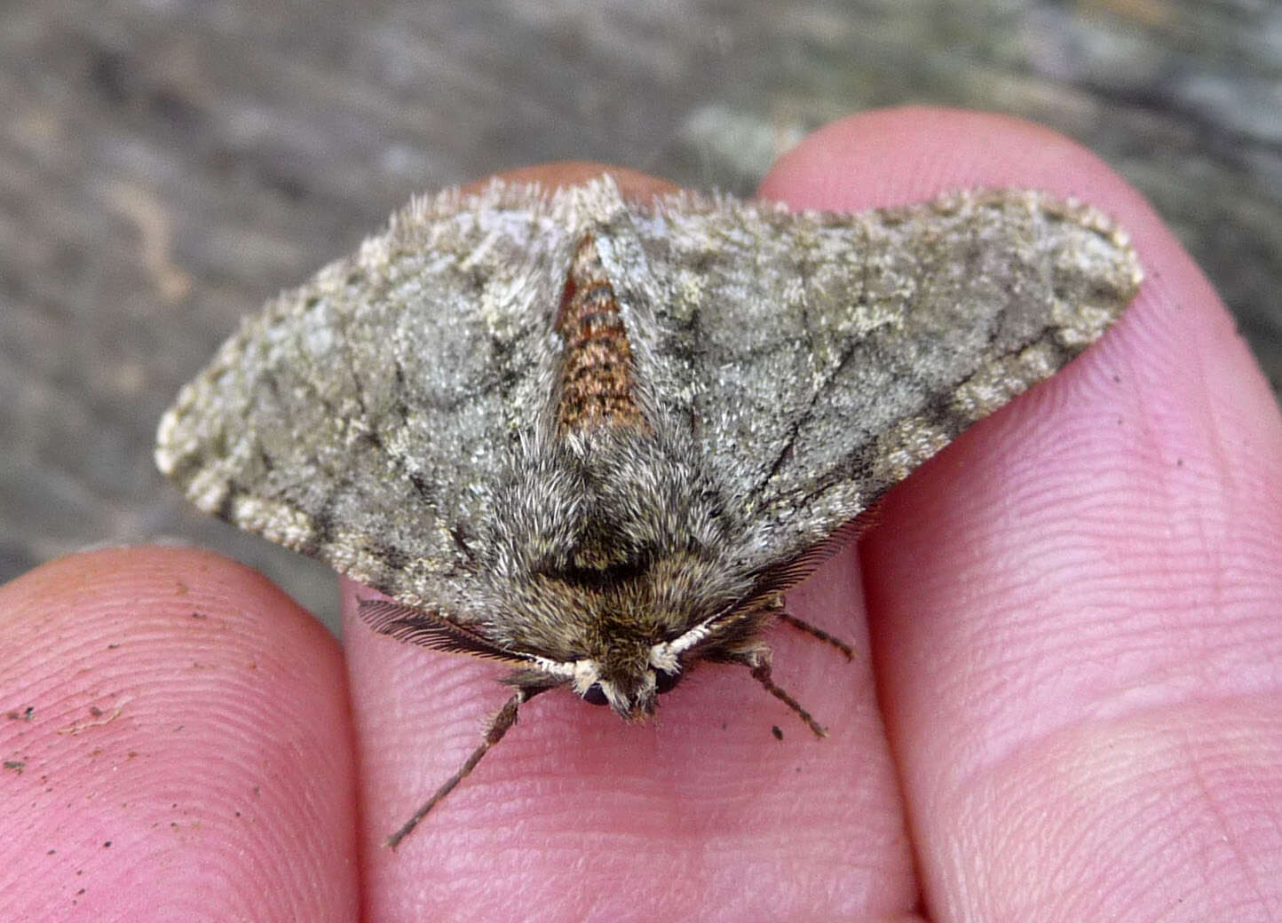 Image of pale brindled beauty