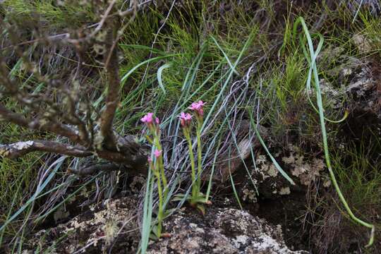 صورة Disa glandulosa Burch. ex Lindl.