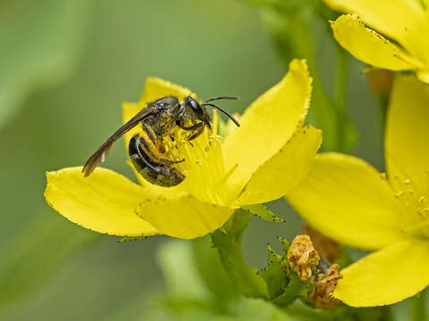 Lasioglossum chalcodes (Brullé 1840) resmi