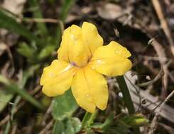 Imagem de Goodenia geniculata R. Br.