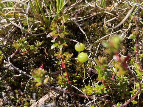 Image of Pleurophascaceae