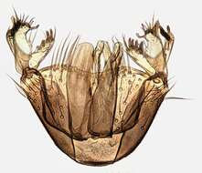 Image of Mycetophila edwardsi Lundstrom 1913