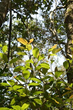 Palaquium ellipticum (Dalzell) Baill. resmi