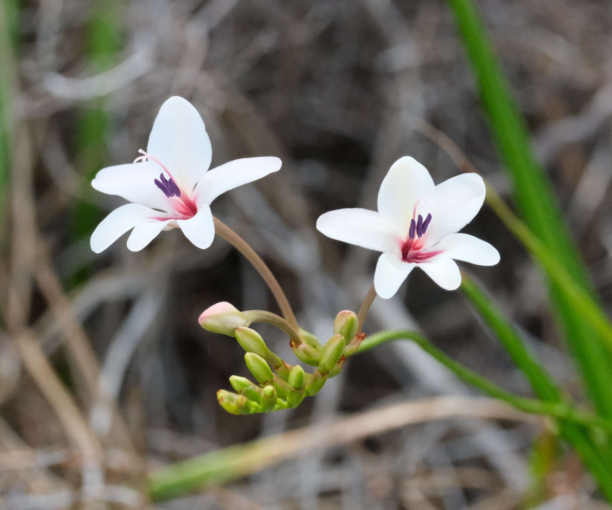 Image of Tritonia cooperi (Baker) Klatt