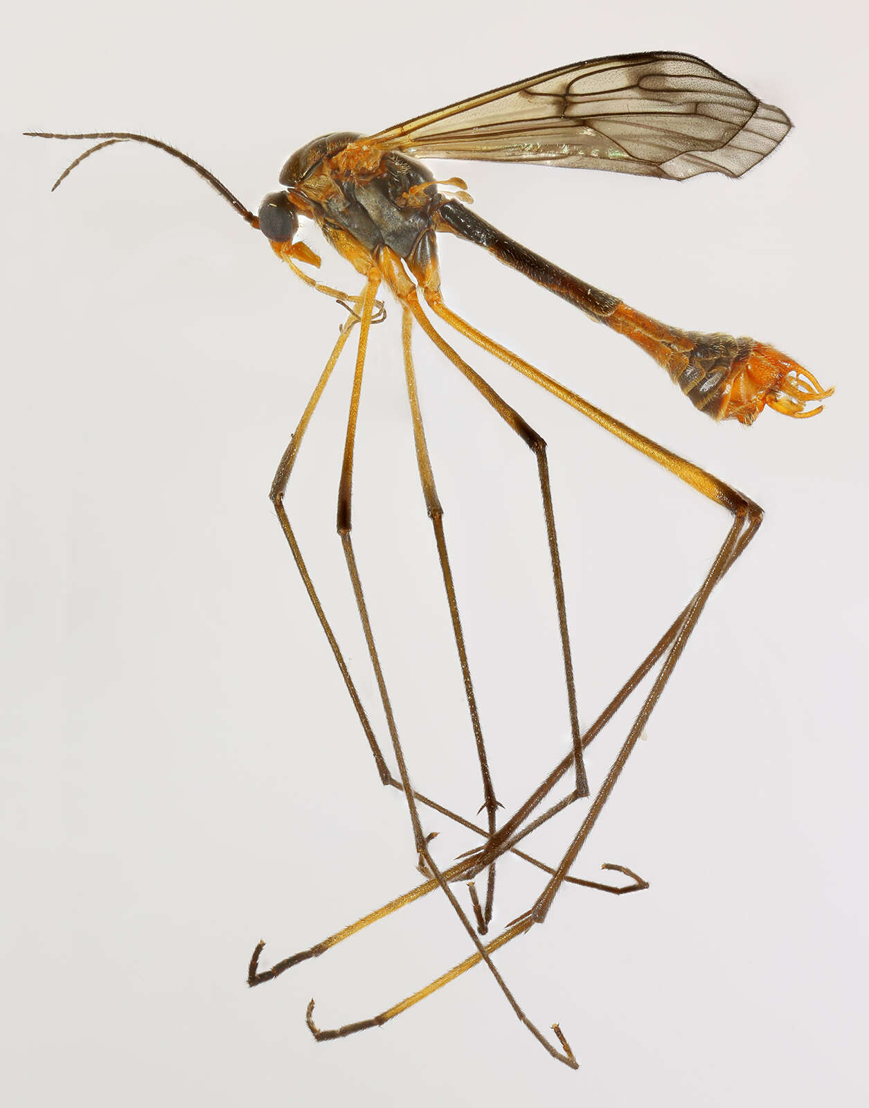 Image de Ptychoptera albimana (Fabricius 1787)