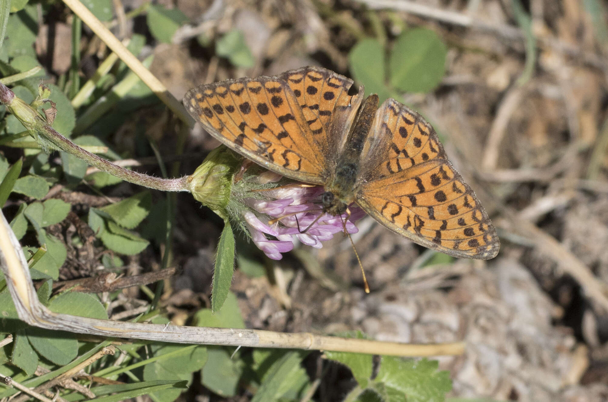 Imagem de Fabriciana niobe Linnaeus 1761