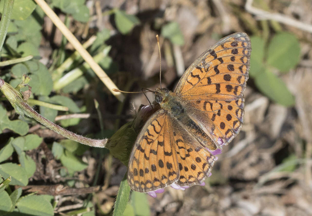 Imagem de Fabriciana niobe Linnaeus 1761