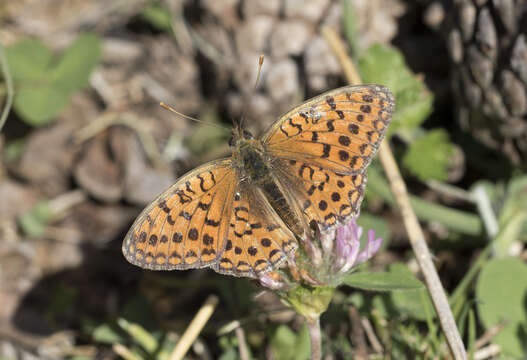 صورة Fabriciana niobe Linnaeus 1761