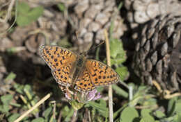 Imagem de Fabriciana niobe Linnaeus 1761