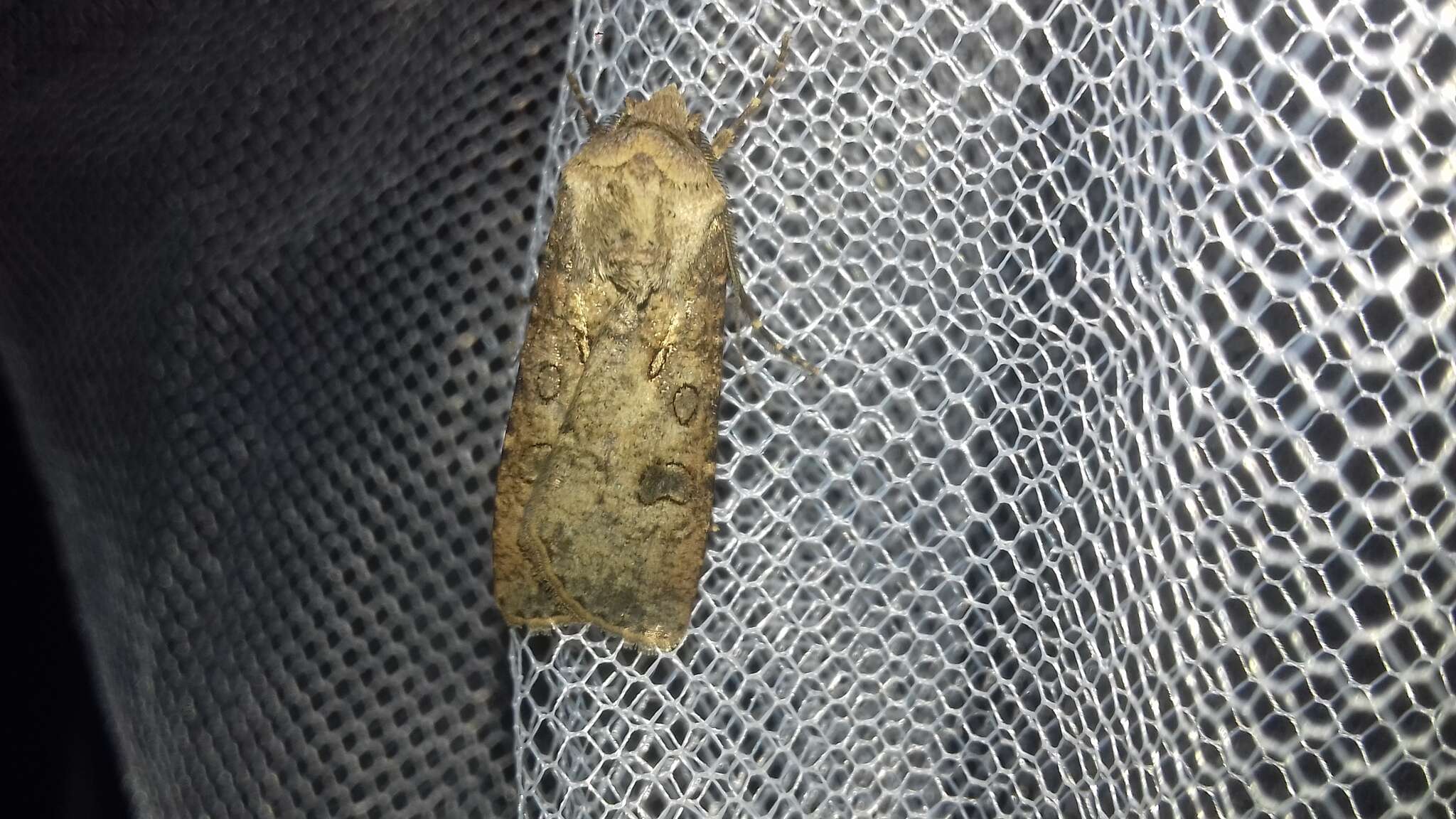 Image of turnip moth