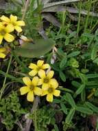 Image of Oxalis tortuosa Lindl.