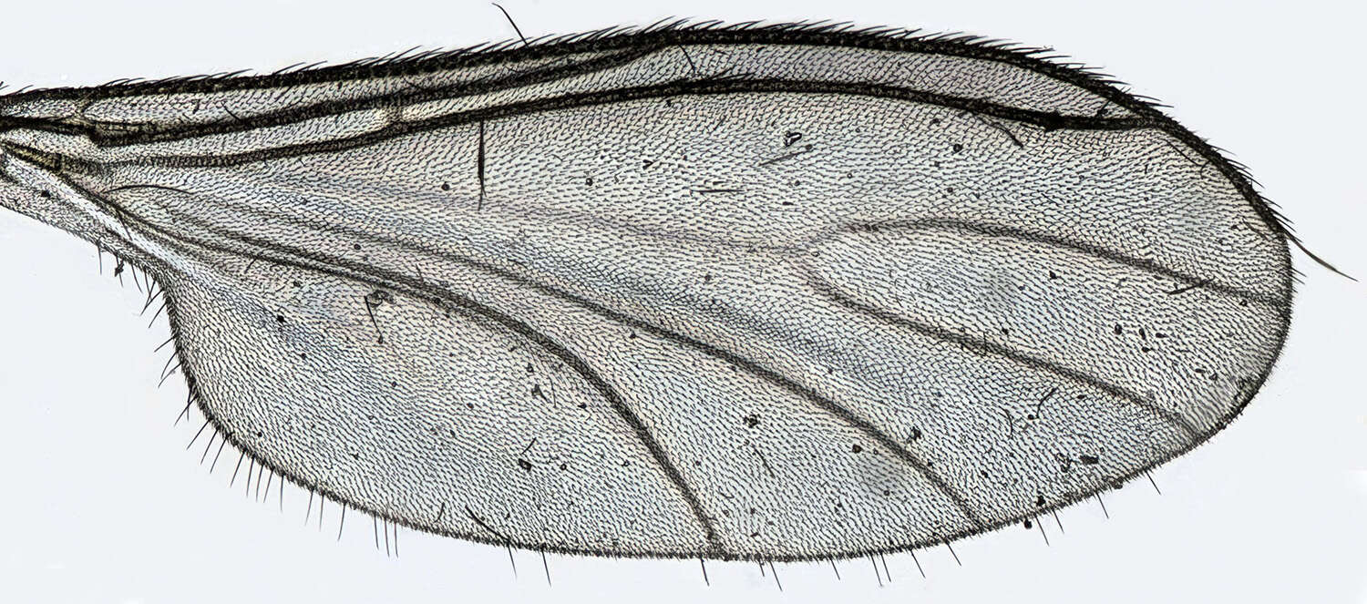 Image of Corynoptera forcipata (Winnertz 1867)