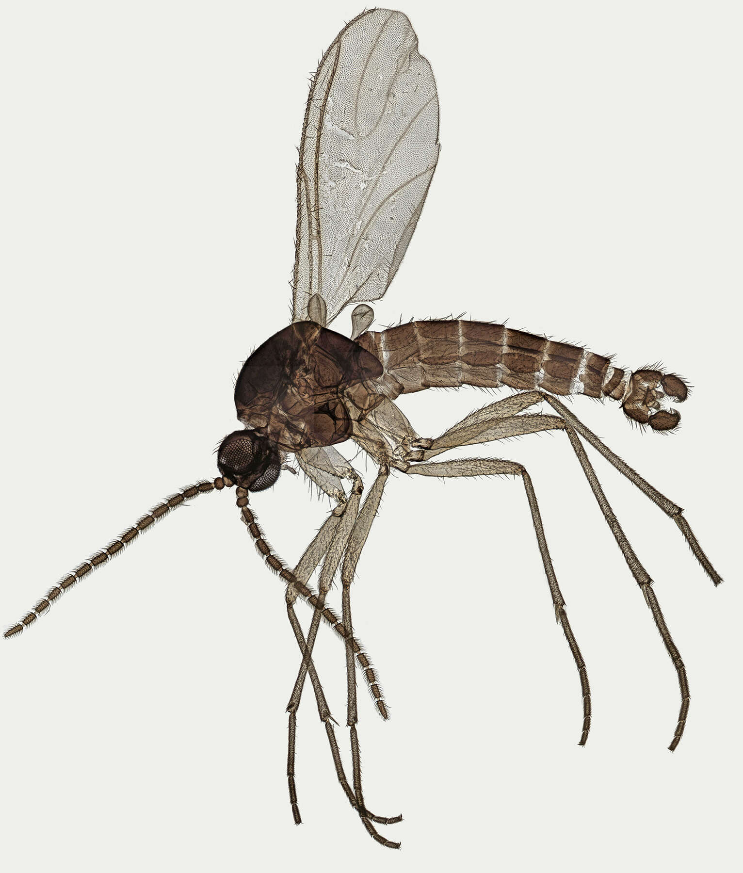 Image of Corynoptera