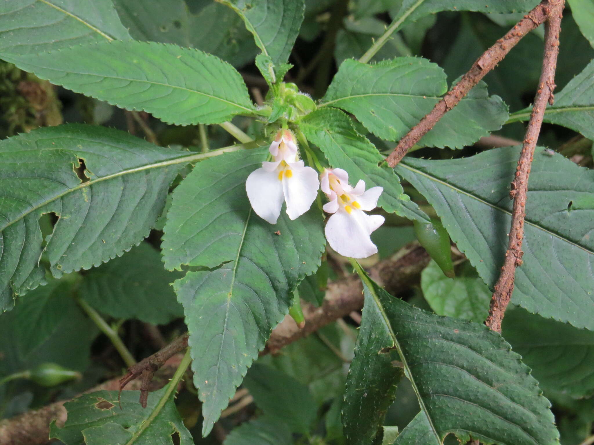 Image of Impatiens burtonii Hook. fil.