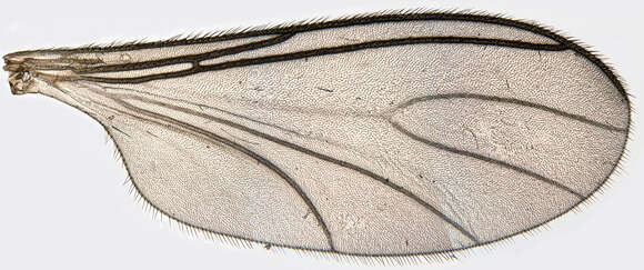 Image of Bradysia fungicola (Winnertz 1867)