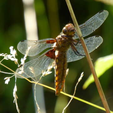 Image of Broad-bodied chaser