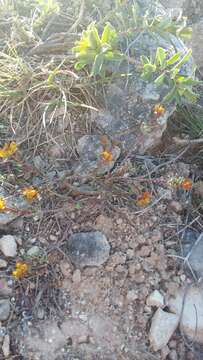 Euphorbia petrophila C. A. Mey. resmi