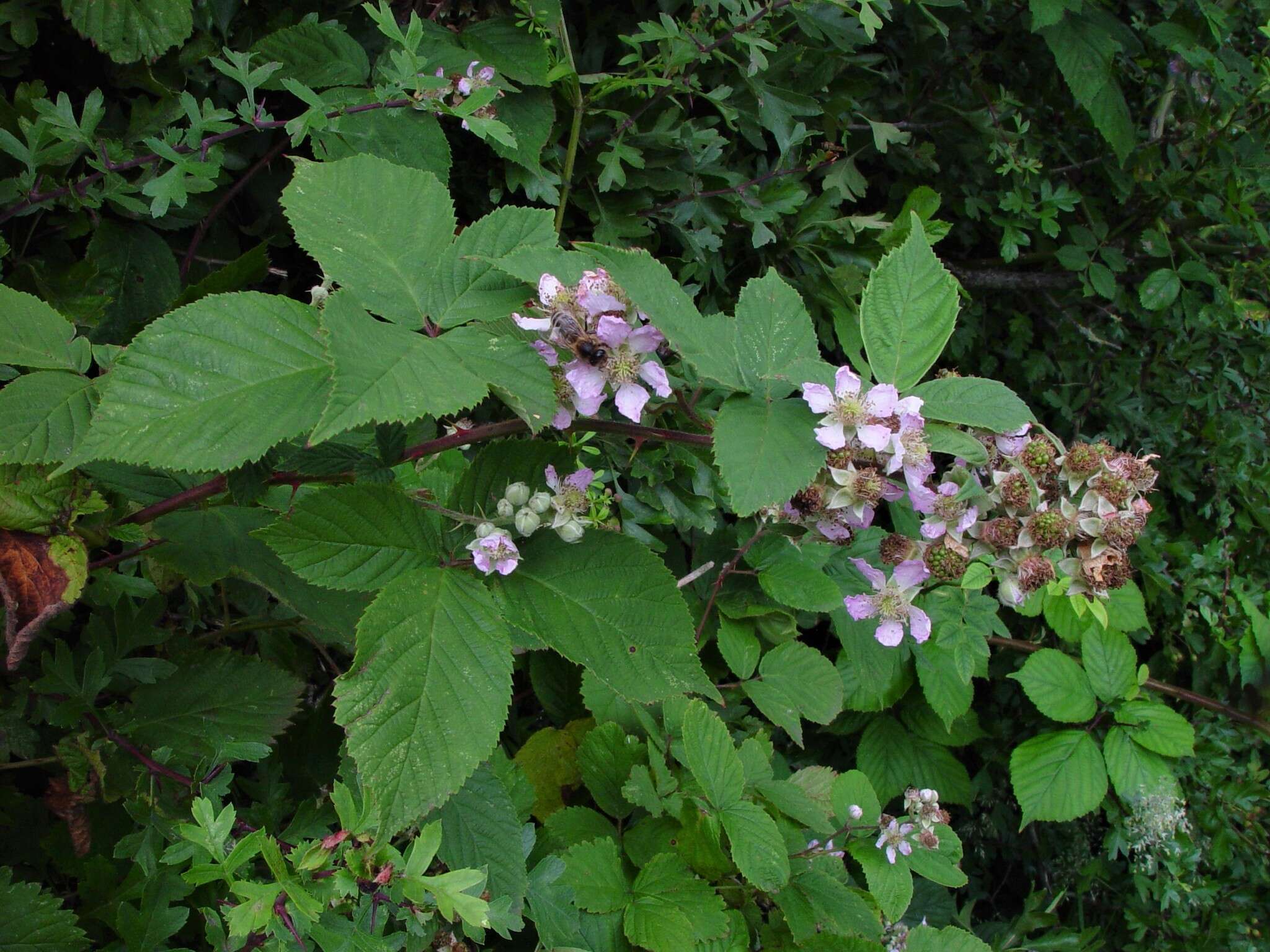 Image of Rubus rhombifolius Weihe ex Boenn.